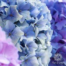 Fiori blu e ortensie rosa nel giardino, p tonificata e alla moda. Ortensie E Ginestre Fiori D Estate Il Blog Di Fiori Di Citta