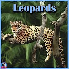 Leopards Powerpoint And Activities Learn About Leopards With This Dynamic And Animated Ppt Presentation Rainforest Animals Amazon Rainforest Animals Animals