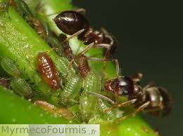 Les Fourmis Au Jardin Pucerons Fourmis Jardins