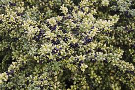 Similar to the species but distinguished by 'convex' leaves very dense growth and often more black fruit. Japanese Holly Plant Care Growing Guide