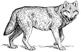 Coloring page of wolf images. Free Clip Art Wolf 1 By Papapishu