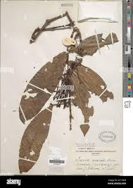 Image result for Ixora brachypoda