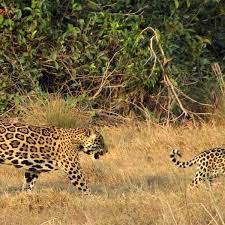 El jefe is an adult, male north american jaguar that was seen in arizona. Jaguars Could Be Reintroduced In Us South West Study Says Wildlife The Guardian