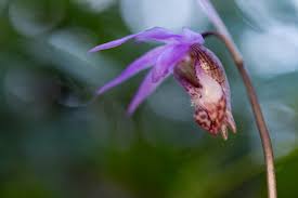 Image result for Bulbostylis sp.no.6