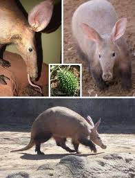 Image result for Cucumis humifructus