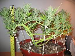 Sep 03, 2015 · these thoughts can lead to anxiety, resentments, stress, and depression, all of which can lead to relapse. The Low Stress Training Lst Technique Weedseedshop