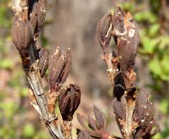 Image result for Myrothamnus flabellifolius