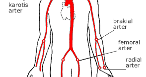 Hazırladığımız bu videoda vücudumuzdan nabız alınan arterlerin(atardamar) isimlerini yerlerini ve yetişkin,çocuk,bebek nabız sayısını uygulamalı şekilde anlatıcaz iyi seyirler. Nabiz High Nursing