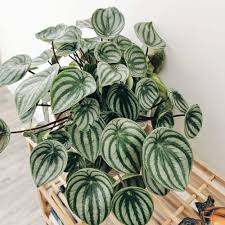 Image result for Peperomia molleri