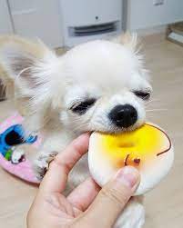 いっちゃんのへなちょこ顔 ドーナツのおもちゃ最近のお気に入り お顔が書いてあります いちごちゃん チワワ ちわわなしでは生きていけません会 ふわもこ部 いぬすたぐらむ 親バカ部 わんこ 愛犬 かわいい 癒し 変顔 doglife dogstagram dog