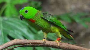 Maybe you would like to learn more about one of these? Jenis Makanan Burung Serindit Yang Bagus Dan Membantu Menjadikannya Gacor Arenahewan Com