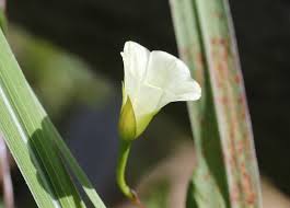 Image result for Xenostegia tridentata