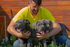 This breed is fearless and devoted to their families, and given the right training, make a wonderful companion. Cria De Cane Corso Venta De Cane Corsos Comprar Cachorros Cane Corso Online