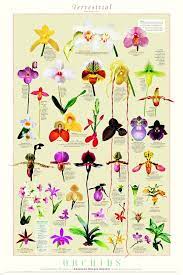 Terrestrial Orchids Types Of Orchids Orchid Flower Beautiful Orchids