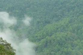 Jokowi mengajak para pemimpin untuk memajukan pembangunan hijau untuk dunia yang lebih baik. Kerusakan Hutan Belum Berhenti Selama Pandemi Halaman All Kompas Com