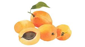 Image result for Prunus armeniaca