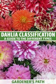 The data was obtained from the university of oxford's this project aims to evaluate the use of machine learning techniques to classify seventeen species of flowers. Dahlia Flower Types A Guide To Dahlia Classification Gardener S Path