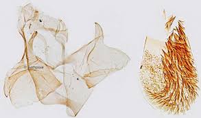 Image result for Stigmella paradoxa