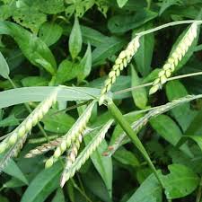 Image result for Eragrostis pilosa