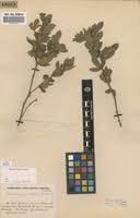 Image result for Eriosema laurentii