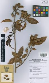 Image result for Connaraceae