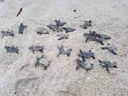 How You Can Help Sea Turtles Fish And Wildlife Foundation Of Florida