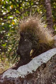 Image result for Coleochloa