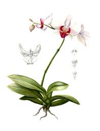 Image result for Orchidaceae