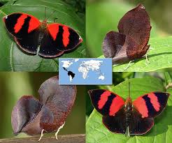Black And White Striped Butterfly Identification Butterflies Of The Rainforest Exhibit Id Guide Brown Butterflies Red Butterfly Butterfly