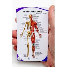 Learn about human anatomy chapter 1 with free interactive flashcards. Male Anatomy Pocket Charts