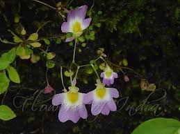 Image result for Utricularia scandens