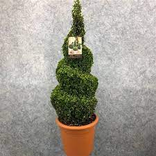 Real topiary trees that grow in a garden. Spiral Topiary Buxus Corkscrew Box Wood Tree Circa 100cms Garden Plants