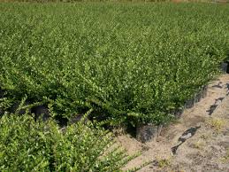 İngilizce türkçe online sözlük tureng. Heckenmyrte Elegant Lonicera Nitida Elegant Baumschule Horstmann