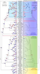 Image result for Lettowianthus stellatus