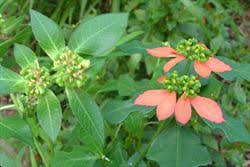 Image result for Euphorbia heterophylla