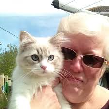 My mother in laws cat please contact if any sightings or info please it's  been around 1 week now