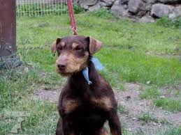 Image result for jagdteriér