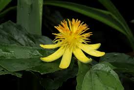 Image result for Glyphaea tomentosa