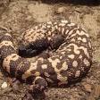 Gila monster