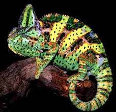Veiled Chameleon Veiled Chameleon Chameleon Animals