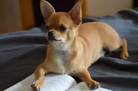 L'alano deve vivere in casa insieme a tutti i membri della famiglia sia perché soffre molto il freddo dato che è una razza a pelo corto, sia perché emotivamente si sentirebbe escluso dal branco. Cani Da Appartamento Le Razze E Quali Scegliere Pets Gadget