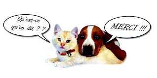 merci chien chat – Bien-Être Animal - Sans Maître asbl