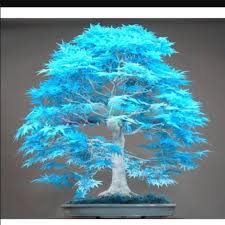 July 27, 2019 at 9:23 am. Harga Maple Pohon Terbaru Juli 2021 Biggo Indonesia