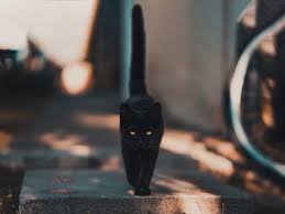 Bekijk meer ideeën over zwarte katten, katten, katje katten. Zwarte Katten En Bijgeloof Het Symbool Voor Ongeluk