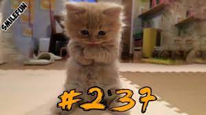 Smeshnye Koty So Slyoz Prikoly S Kotami I Kotikami 2019 Smeshnye Koshki Funny Cats Funny Cats Animals