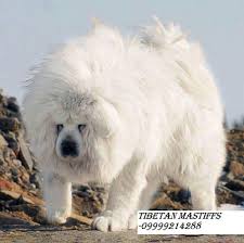 Neopolitan Mastiff Puppies Available At Clawsnpawskennel Clasf Mastiff Puppies Tibetan Mastiff Dog White Tibetan Mastiff