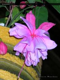 Flowers by joanne supplies high quality, lovely flowers for all occasions. Joanne Fuchsiafinder