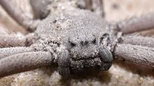 Image result for Thesium scirpioides