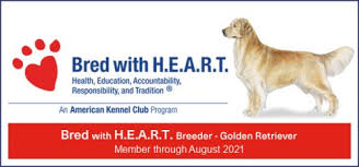 We have 4 akc golden retriever puppies offered. Ponderay Golden Retrievers We Are Located In The Cowboy State Of Douglas Wyoming And Not To Far From Colorado Nebraska And Montana