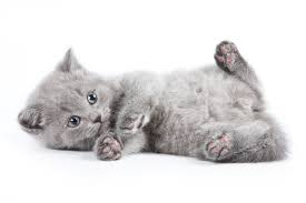 Ob die katze geimpft, entwurmt und kastriert ist. Kitten Entwurmen Katzengesundheit Und Pflege Zooplus Ch